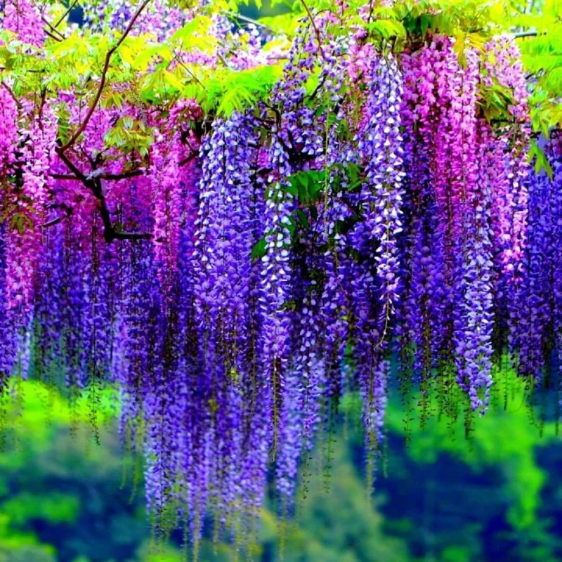 Purple Wisteria Vine Live Plant, 6-12" Tall in 2.5" Pot, Hardy Climbing Flowering Plant, Outdoor - Image 1