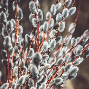 Pussy Willow Bare Root Trees - Set of 2, 1-2 ft Tall, Dormant Live Plants, Outdoor - Image 2