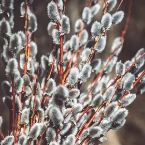 Pussy Willow Bare Root Trees - Set of 2, 1-2 ft Tall, Dormant Live Plants, Outdoor - Image 6