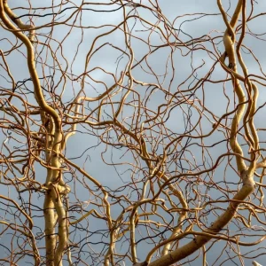 Pussy Willow Bare Roots - Set of 2 Live Plants, 1-2 ft Tall, Cold Hardy, Fast Growing Outdoor - Image 2