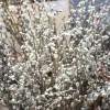 Pussy Willow Bare Roots - Set of 2 Live Plants, 1-2 ft Tall, Cold Hardy, Fast Growing Outdoor - Image 1