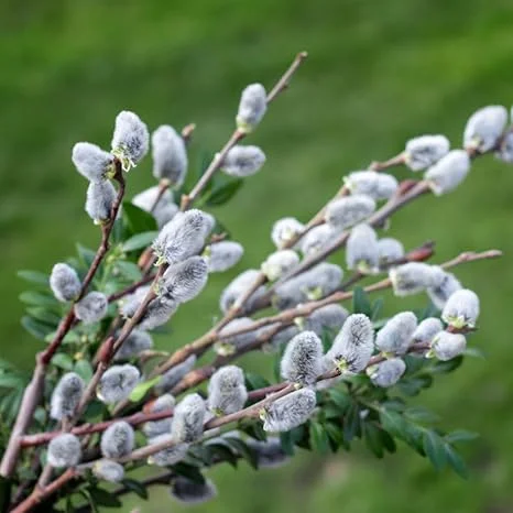 Pussy Willow Live Plant – 1 Gallon Pot, Hardy Outdoor Shrub, Zones 4-8 - Image 2