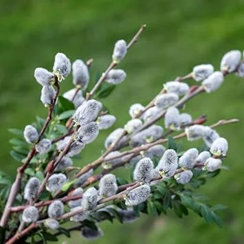 Pussy Willow Live Plant – 1 Gallon Pot, Hardy Outdoor Shrub, Zones 4-8 - Image 4