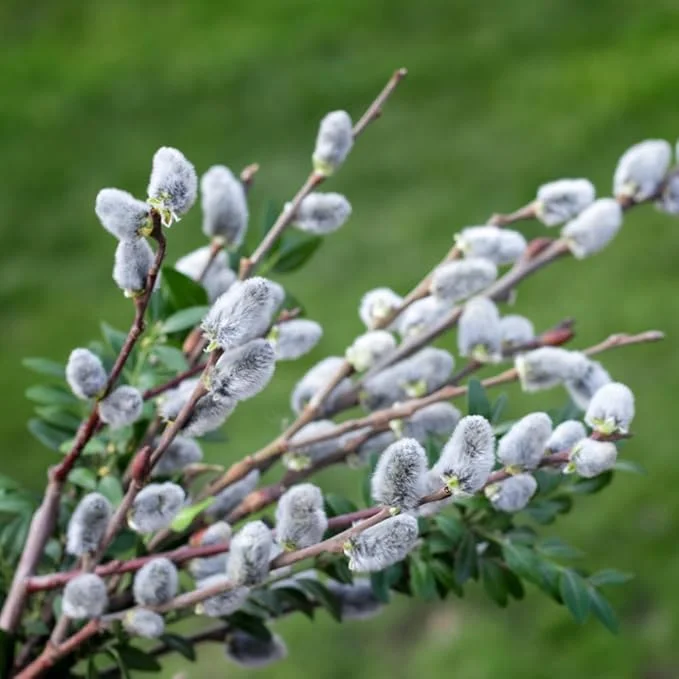 Pussy Willow Live Plant – 1 Gallon Pot, Hardy Outdoor Shrub, Zones 4-8 - Image 1