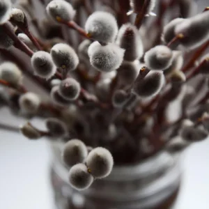 Pussy Willow Live Plant – 2.5” Pot, Hardy Shrub, 6-12 Inch Tall, Outdoor - Image 4