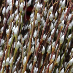 Pussy Willow Live Plant – 2.5” Pot, Hardy Shrub, 6-12 Inch Tall, Outdoor - Image 8