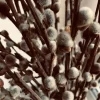 Pussy Willow Live Plant – 2.5” Pot, Hardy Shrub, 6-12 Inch Tall, Outdoor - Image 1