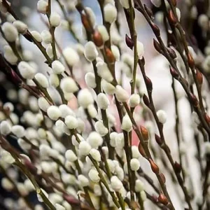 Pussy Willow Live Plant in 2.5” Pot – Hardy Ornamental Shrub for Outdoor Planting - Image 3