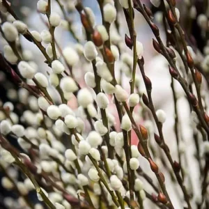 Pussy Willow Live Plant in 2.5” Pot – Hardy Ornamental Shrub for Outdoor Planting - Image 4