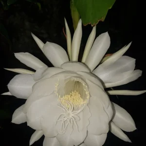 Queen of the Night Cactus Live Plant - Epiphyllum Oxypetalum - 4 inch Pot - Image 2