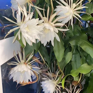 Queen of the Night Cactus Live Plant - Epiphyllum Oxypetalum - 4 inch Pot - Image 3