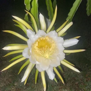 Queen of the Night Cactus Live Plant - Epiphyllum Oxypetalum - 4 inch Pot - Image 4