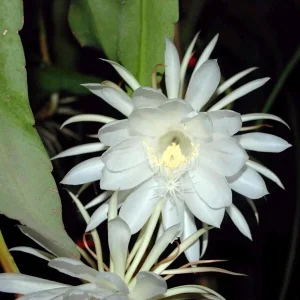 Queen of the Night Cactus Live Plant - Epiphyllum Oxypetalum - 4 inch Pot - Image 5