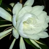 Queen of the Night Cactus Live Plant - Epiphyllum Oxypetalum - 4 inch Pot - Image 1