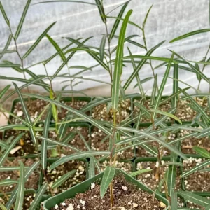 Queensland Bottle Tree Live Plant – Brachychiton Rupestris – 4 inch pot – Outdoor - Image 2