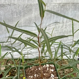 Queensland Bottle Tree Live Plant – Brachychiton Rupestris – 4 inch pot – Outdoor - Image 3