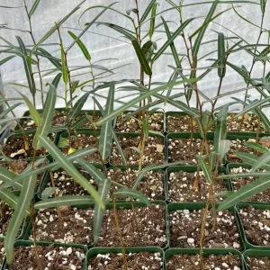 Queensland Bottle Tree Live Plant – Brachychiton Rupestris – 4 inch pot – Outdoor - Image 4