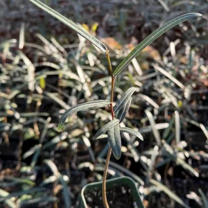 Queensland Bottle Tree Live Plant – Brachychiton Rupestris – 4 inch pot – Outdoor - Image 1