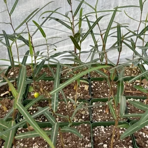 Queensland Bottle Tree Live Plant – Brachychiton Rupestris – 4 inch pot – Outdoor - Image 5