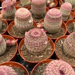 Rainbow Cactus Live Plant - Hedgehog Cactus Cluster in 4 inch Pot - Image 5