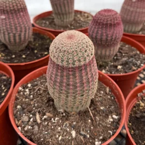 Rainbow Cactus Live Plant - Hedgehog Cactus Cluster in 4 inch Pot - Image 6