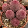 Rainbow Cactus Live Plant - Hedgehog Cactus Cluster in 4 inch Pot - Image 1