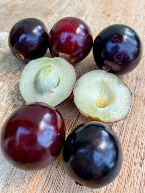 Rainforest Plum (Eugenia candolleana) Live Plant - Tropical Purple Fruit Tree Seedling, 2.5-5'' Tall - Image 10