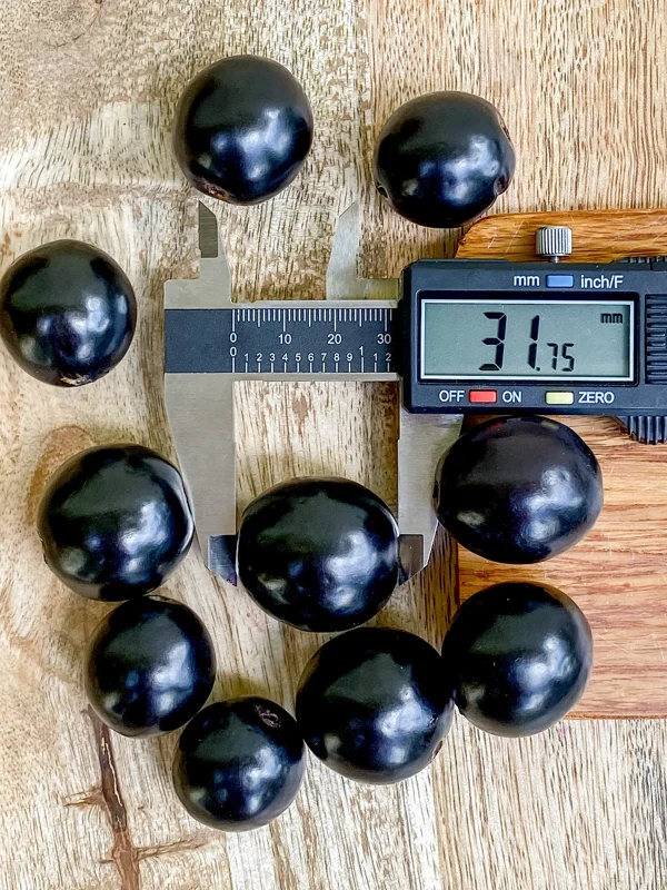 Rainforest Plum (Eugenia candolleana) Live Plant - Tropical Purple Fruit Tree Seedling, 2.5-5'' Tall - Image 2