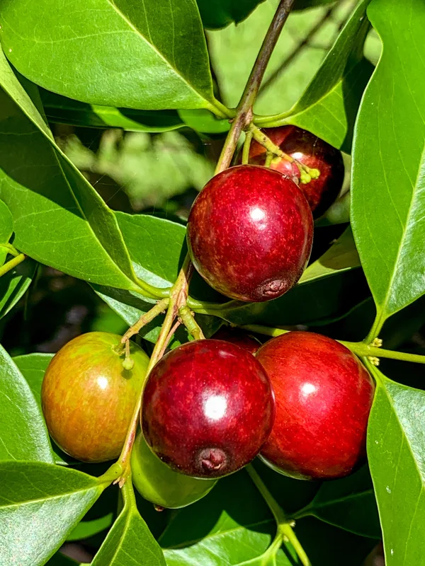 Rainforest Plum (Eugenia candolleana) Live Plant - Tropical Purple Fruit Tree Seedling, 2.5-5'' Tall - Image 3
