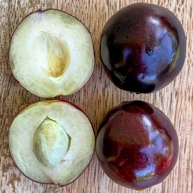 Rainforest Plum (Eugenia candolleana) Live Plant - Tropical Purple Fruit Tree Seedling, 2.5-5'' Tall - Image 4