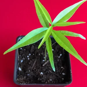 Rainforest Plum (Eugenia candolleana) Live Plant - Tropical Purple Fruit Tree Seedling, 2.5-5'' Tall - Image 5