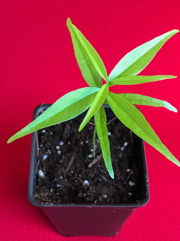 Rainforest Plum (Eugenia candolleana) Live Plant - Tropical Purple Fruit Tree Seedling, 2.5-5'' Tall - Image 5