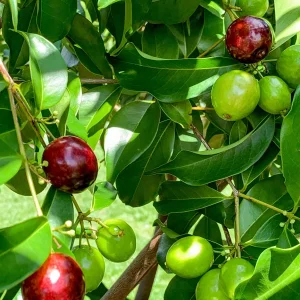Rainforest Plum (Eugenia candolleana) Live Plant - Tropical Purple Fruit Tree Seedling, 2.5-5'' Tall - Image 6