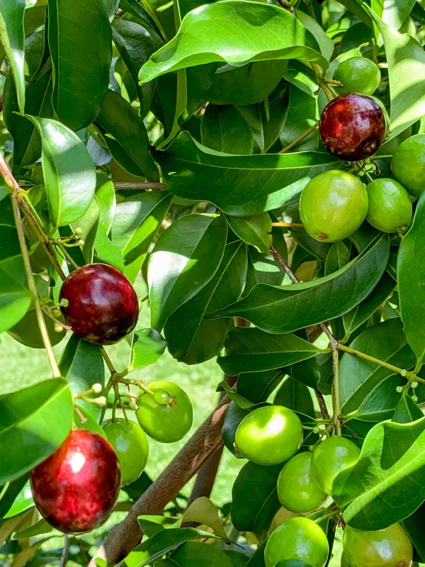 Rainforest Plum (Eugenia candolleana) Live Plant - Tropical Purple Fruit Tree Seedling, 2.5-5'' Tall - Image 6