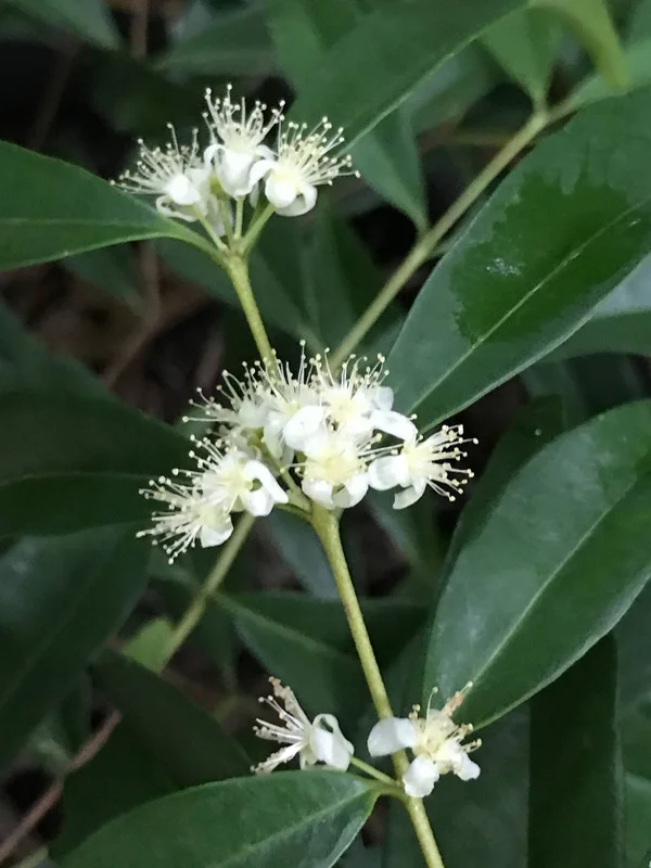 Rainforest Plum (Eugenia candolleana) Live Plant - Tropical Purple Fruit Tree Seedling, 2.5-5'' Tall - Image 9
