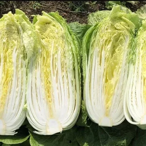 Rambo Cabbage Seeds - 120 Seeds for Planting, Napa Cabbage, 0.5 Gr - Image 6