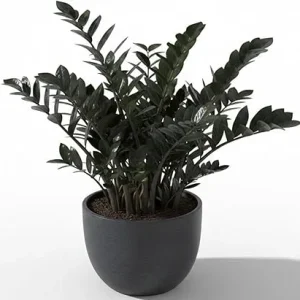 Rare Black ZZ Plant Live - Tropical Houseplant, Low Maintenance, 3 inch Pot - Image 5