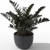 Rare Black ZZ Plant Live - Tropical Houseplant, Low Maintenance, 3 inch Pot - Image 1