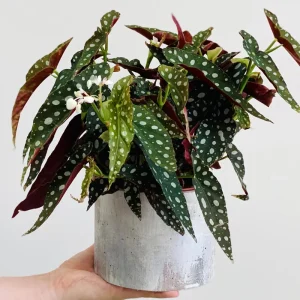 Rare Green Polka Dot Begonia Live Plant, 4-6 Inches Tall, Indoor Houseplant - Image 2