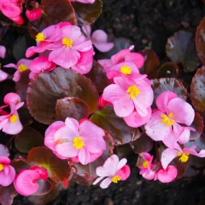Rare Green Polka Dot Begonia Live Plant, 4-6 Inches Tall, Indoor Houseplant - Image 1