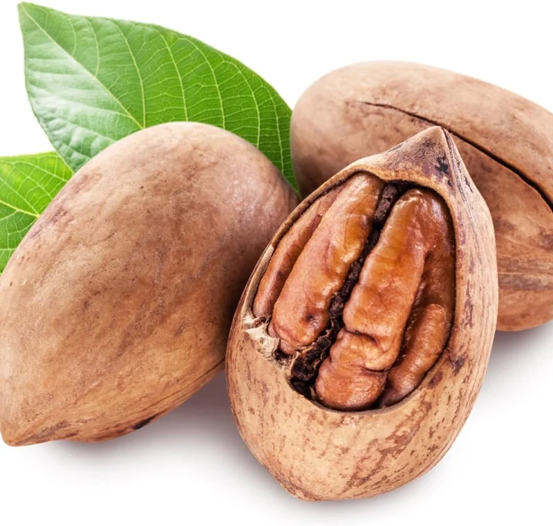 Rare Hickory Tree Live Plant – Cold Hardy – Dormant – 6-12" Tall – 1 Year Old Tree - Image 2