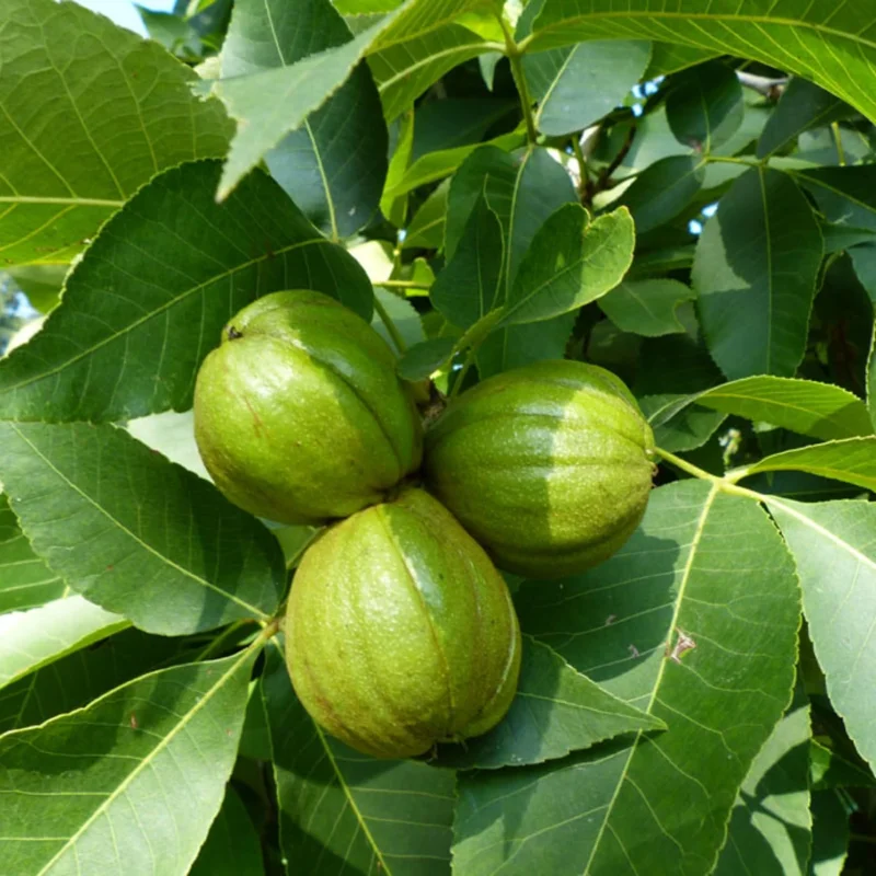 Rare Hickory Tree Live Plant – Cold Hardy – Dormant – 6-12" Tall – 1 Year Old Tree - Image 3