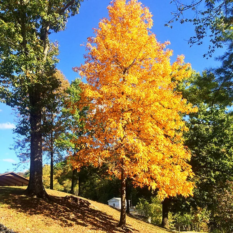 Rare Hickory Tree Live Plant – Cold Hardy – Dormant – 6-12" Tall – 1 Year Old Tree - Image 5