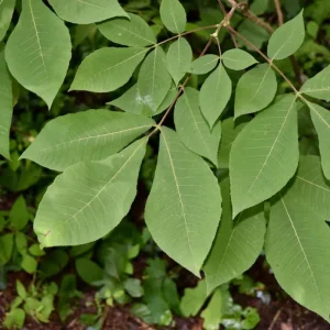 Rare Hickory Tree Live Plant – Cold Hardy – Dormant – 6-12