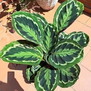 Rare Prayer Plant Live Houseplant - Calathea, Green Foliage, 2.5 Inch Pot - Image 7