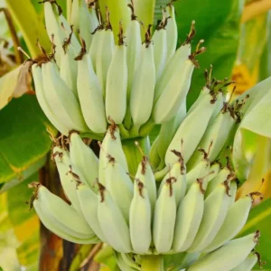 Rare Smooth Green Banana Plant Live for Planting - Cold Hardy Musa, 4-7
