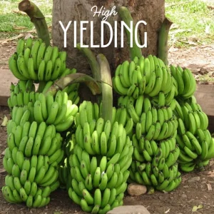 Rare Smooth Green Banana Plant Live for Planting - Cold Hardy Musa, 4-7