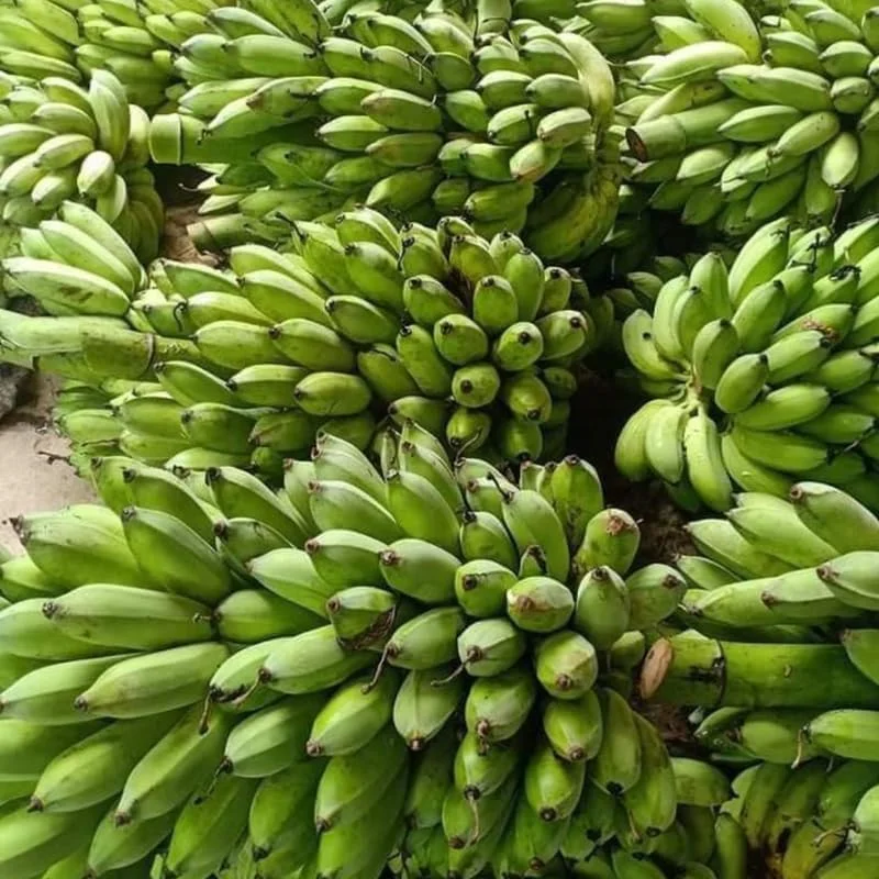 Rare Smooth Green Banana Plant Live for Planting - Cold Hardy Musa, 4-7" Tall - Image 6