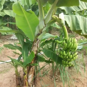 Rare Smooth Green Banana Plant Live for Planting - Cold Hardy Musa, 4-7