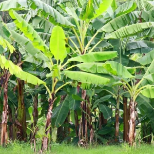 Rare Smooth Green Banana Plant Live for Planting - Cold Hardy Musa, 4-7